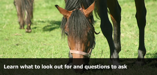 Discover what to look for in your search for a UK livery yard